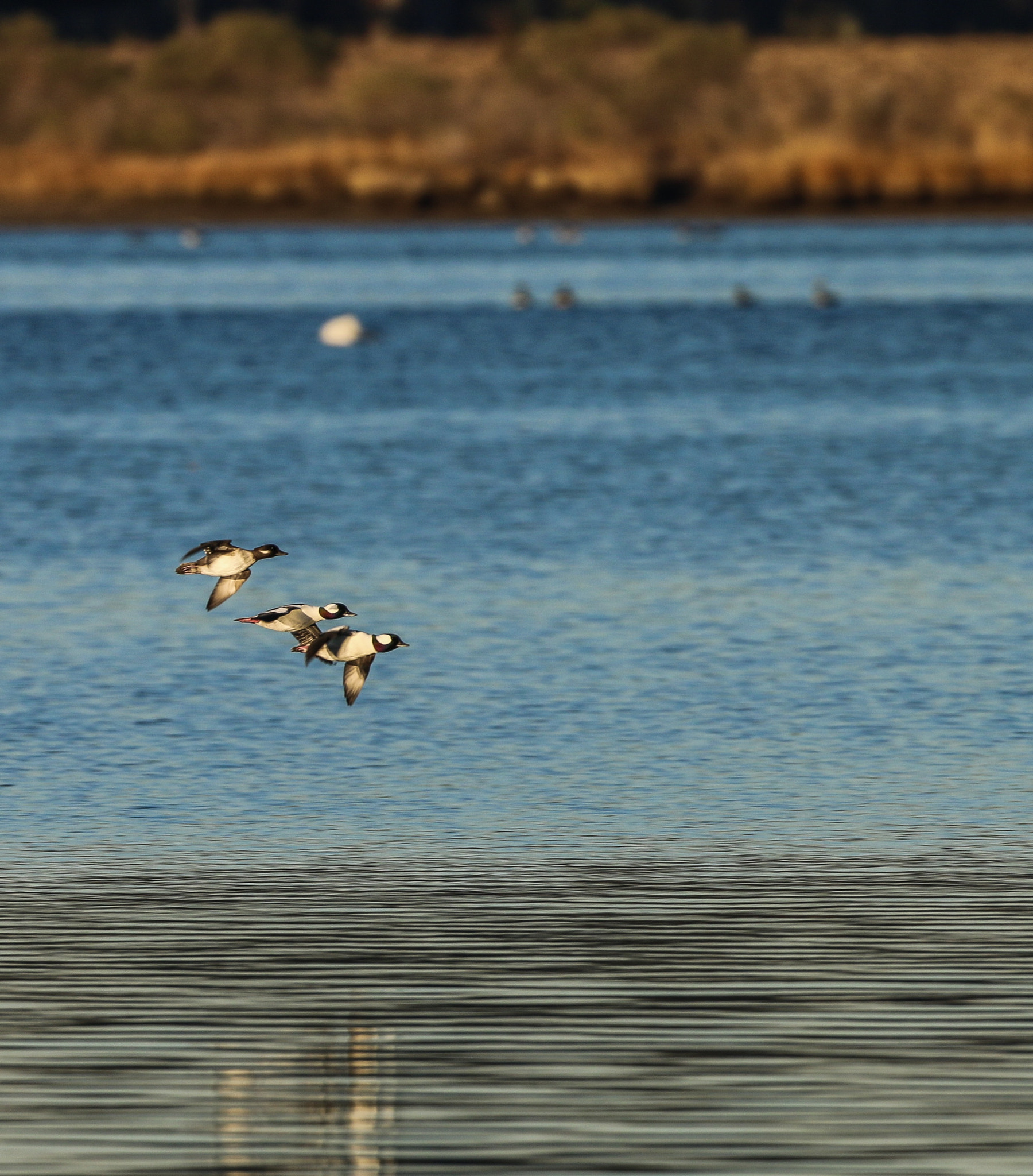 Canon EF 500mm F4L IS USM sample photo. Buffleheads photography