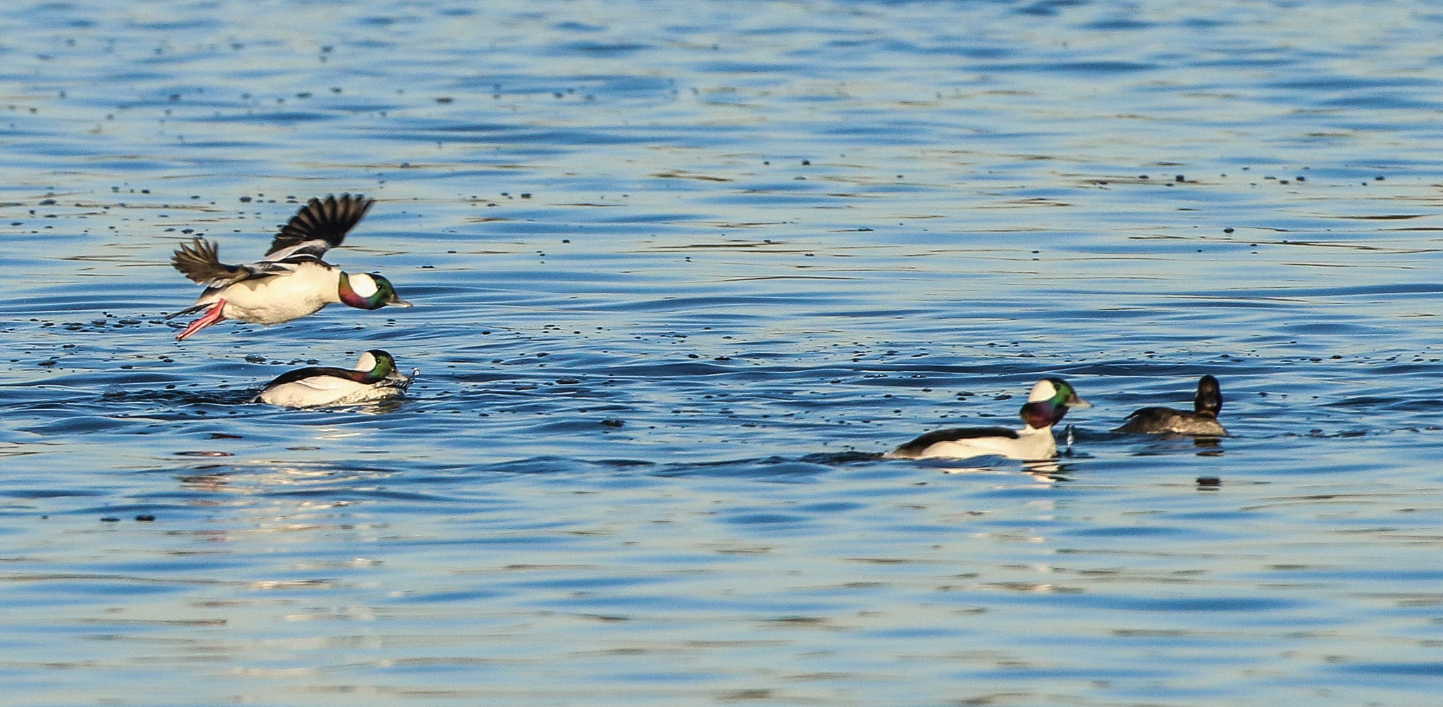 Canon EF 500mm F4L IS USM sample photo