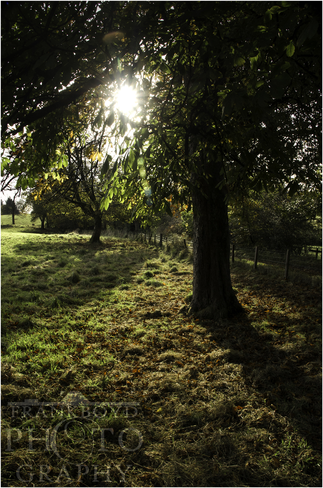 Sigma 28-300mm F3.5-6.3 DG Macro sample photo. Autumn sun through the trees. photography