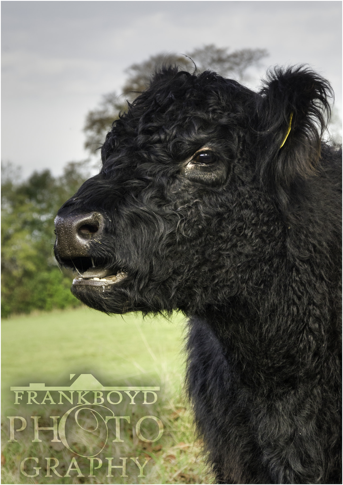 Sigma 28-300mm F3.5-6.3 DG Macro sample photo. Cowsface. photography