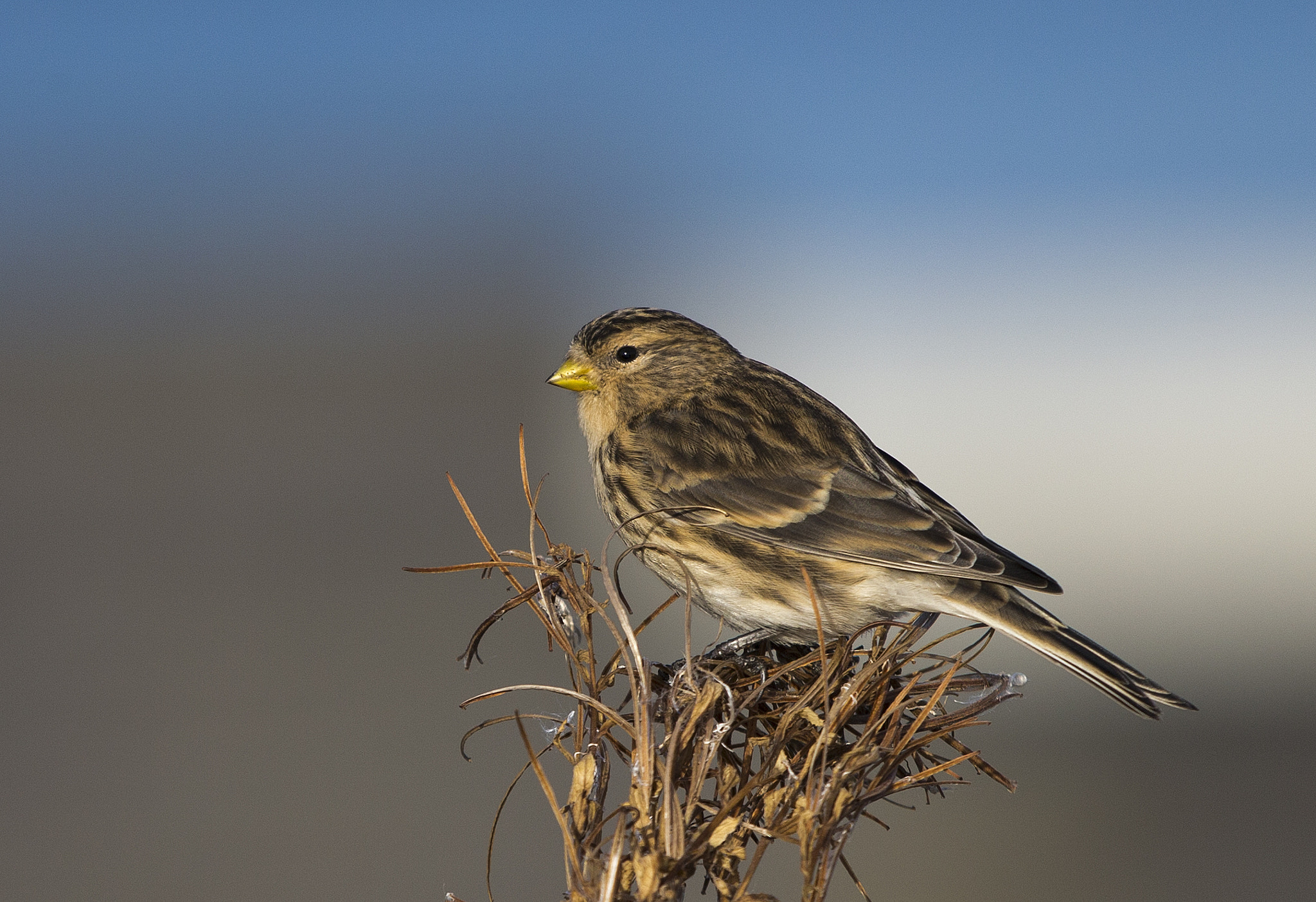 Canon EOS-1D X + Canon EF 70-200mm F2.8L IS II USM sample photo. Carduelis flavirostris photography