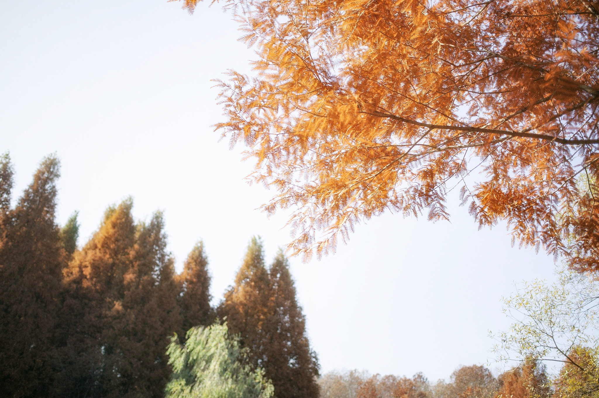 Canon EOS-1Ds sample photo. Fall, autumn photography