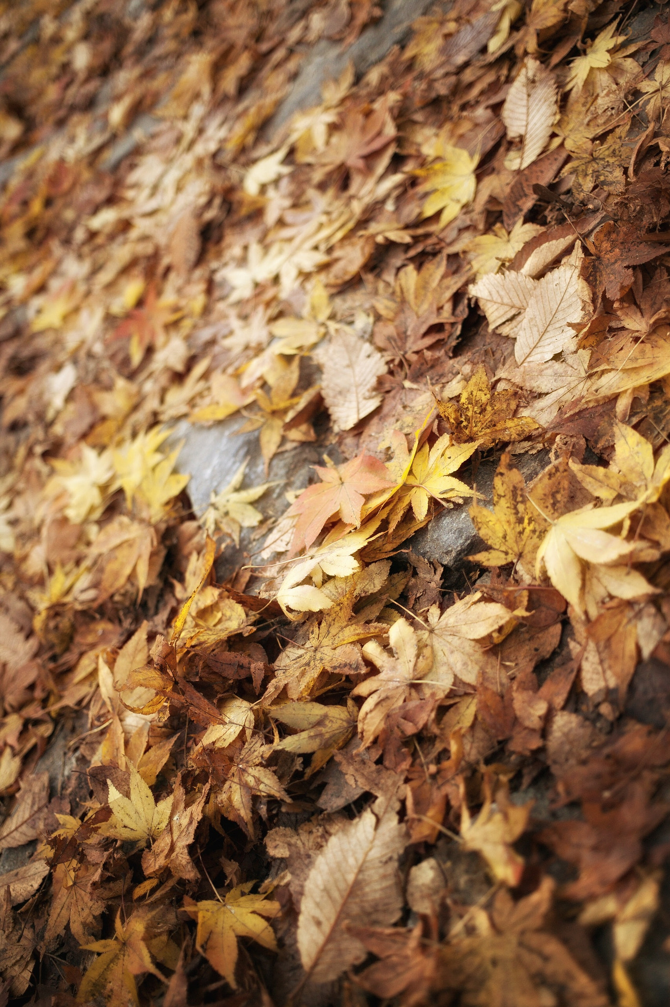 Canon EOS-1Ds sample photo. Fall, autumn photography
