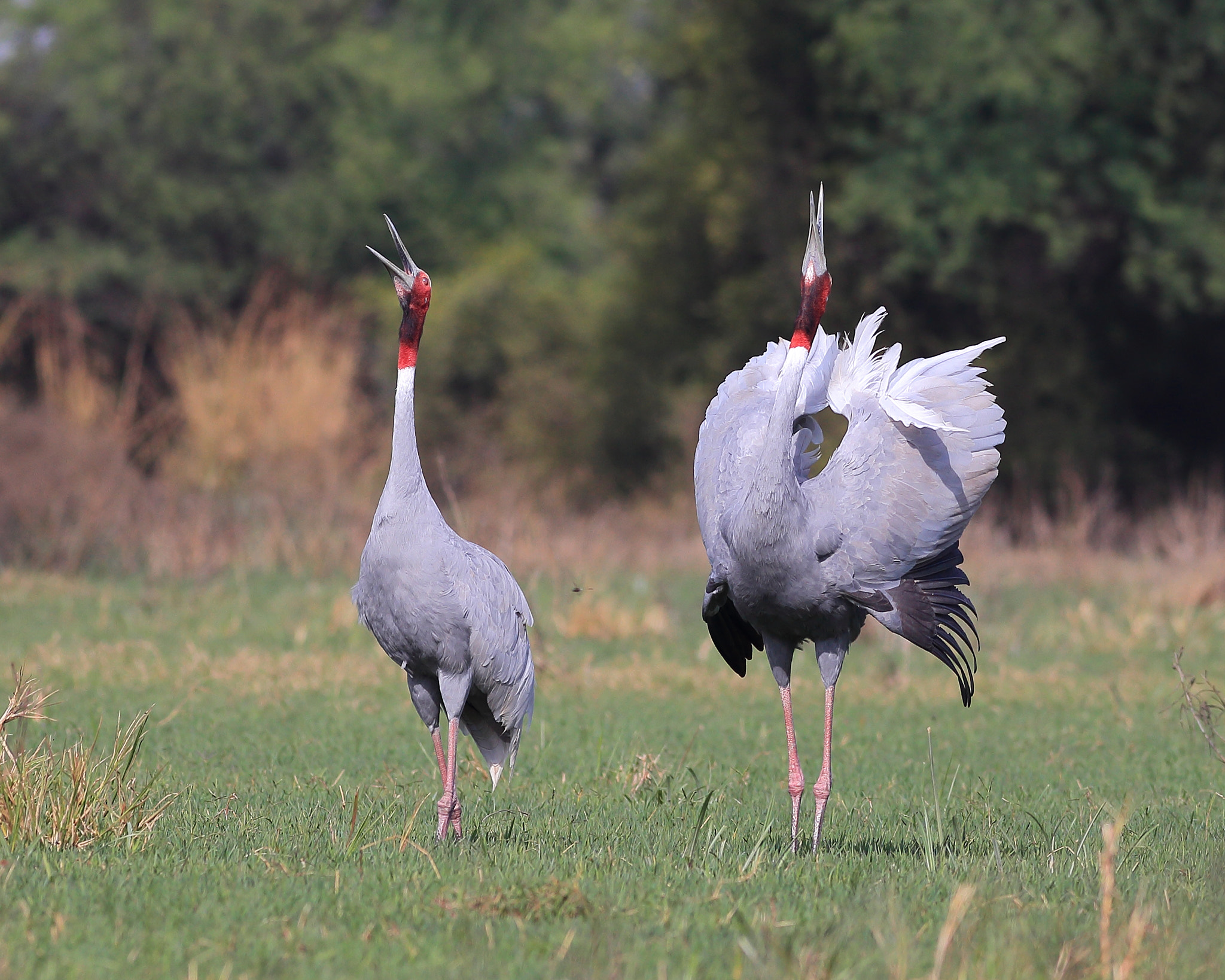 Canon EOS 6D + Canon EF 400mm F5.6L USM sample photo. Sarus cranes dancing photography
