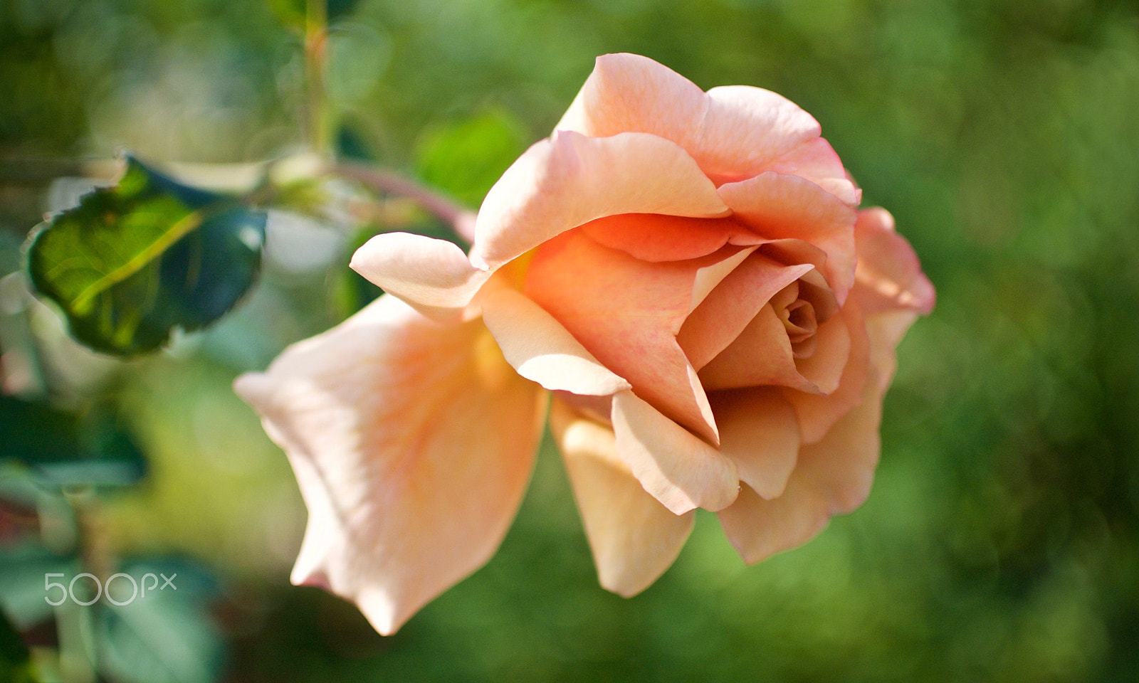 Nikon 1 J2 + Nikon 1 Nikkor 18.5mm F1.8 sample photo. Autumn rose photography
