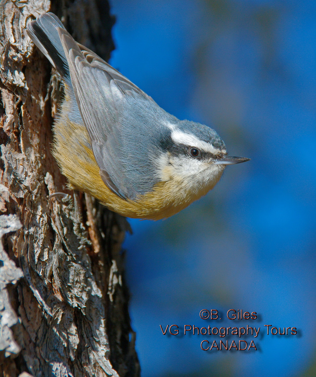Pentax K-7 sample photo. Winter morning nuthatch photography
