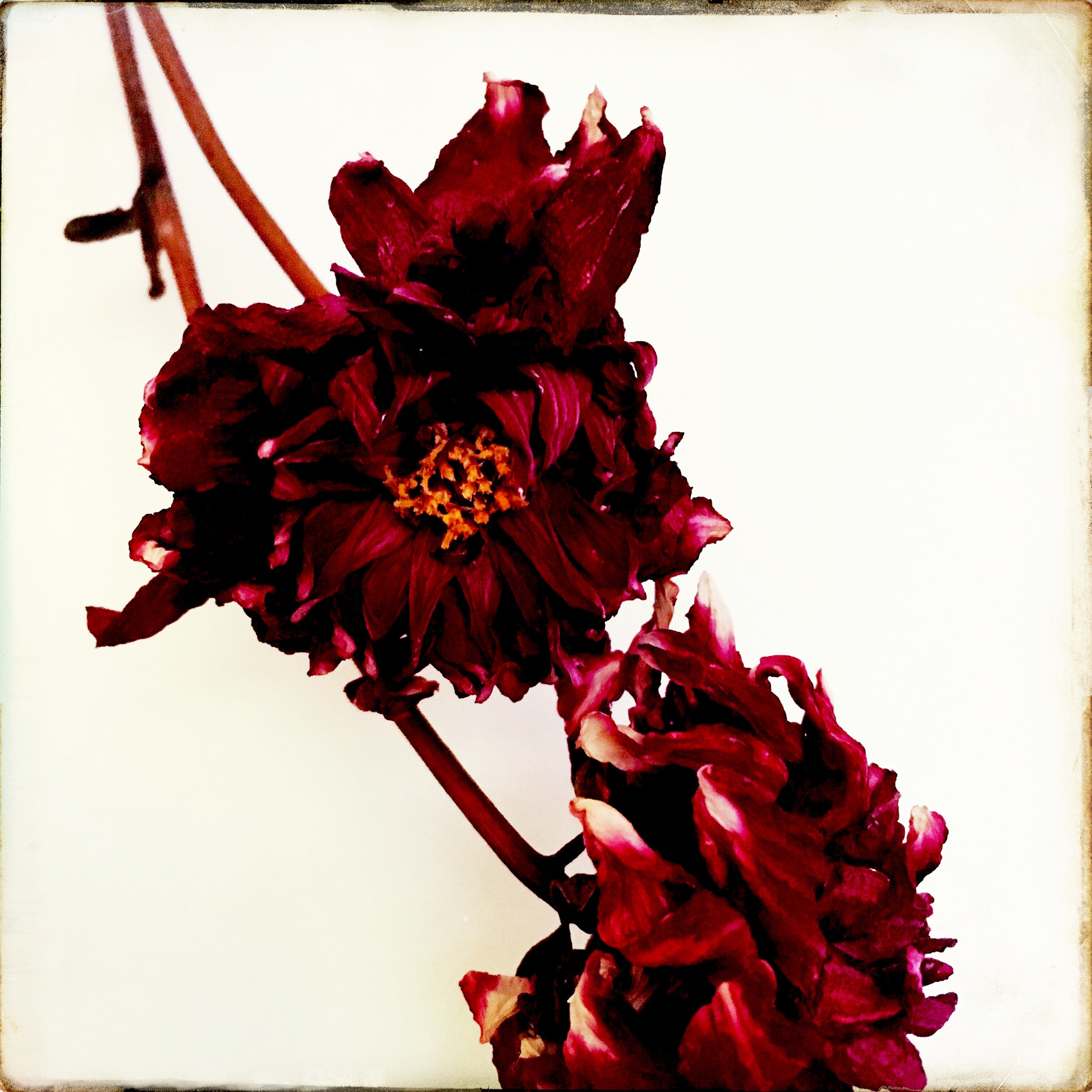 Hipstamatic 322 sample photo. Dahlia photography