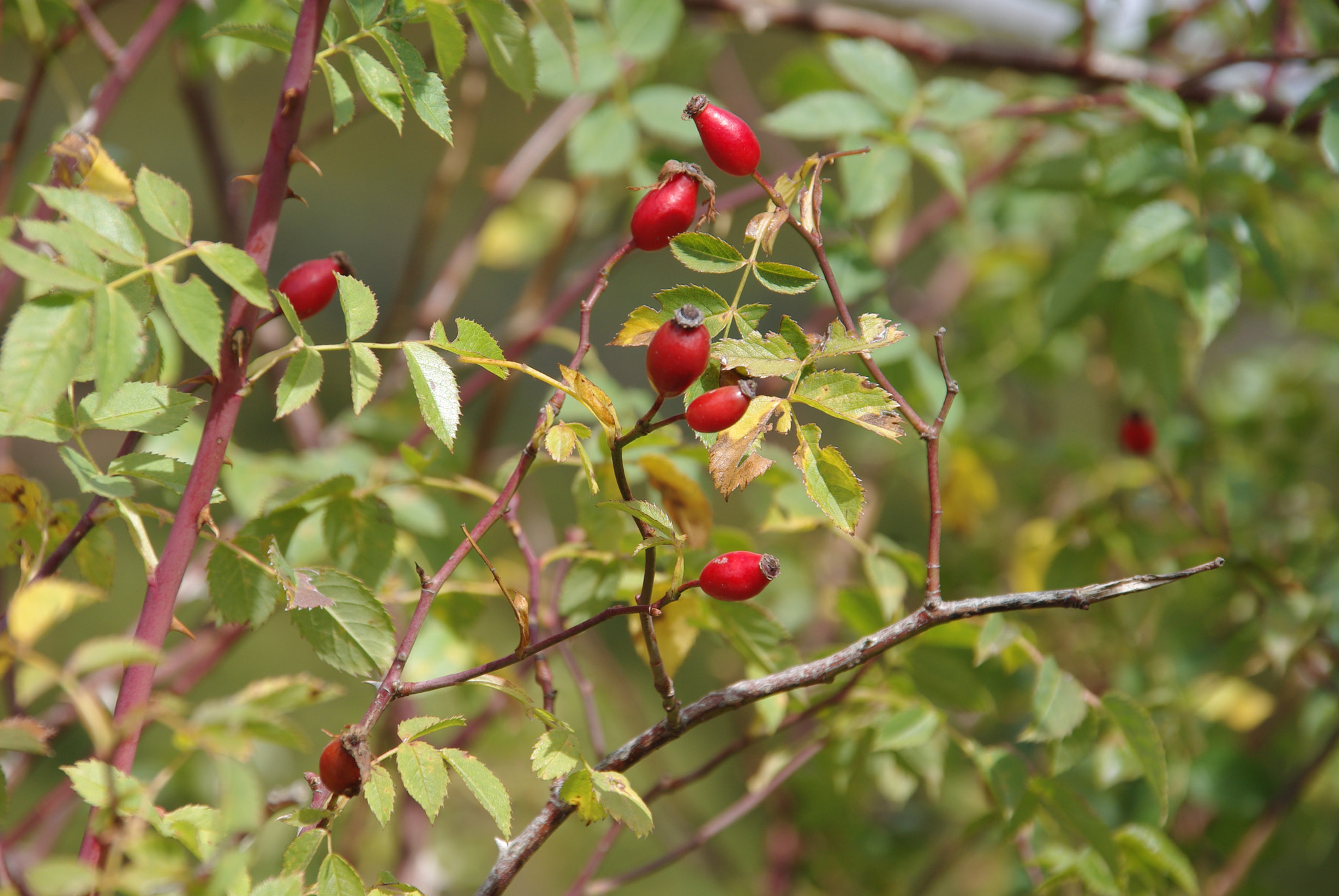 Sigma 18-200mm F3.5-6.3 DC sample photo. Mm tasty photography