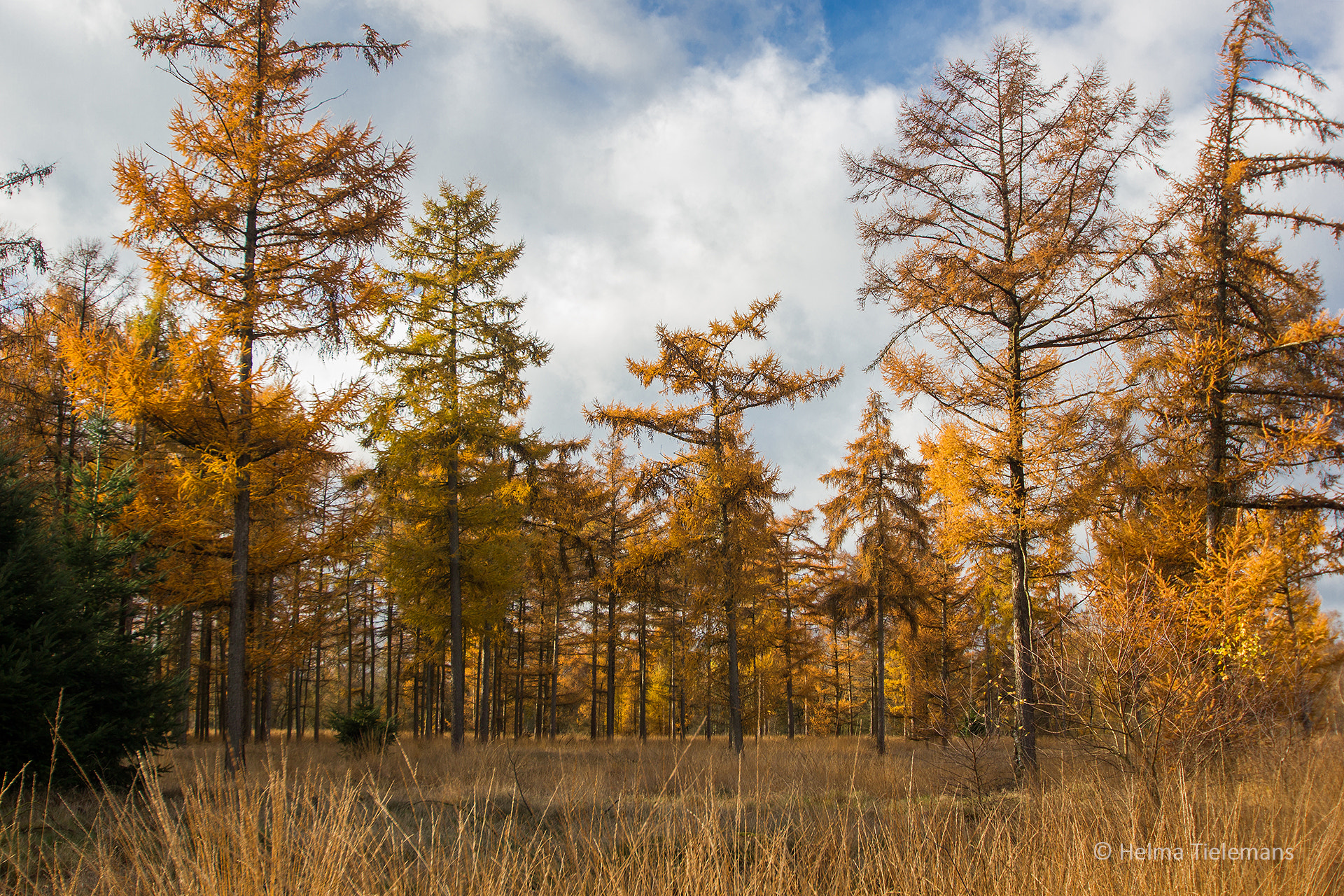 Sigma 10-20mm F3.5 EX DC HSM sample photo. Leenderheide photography