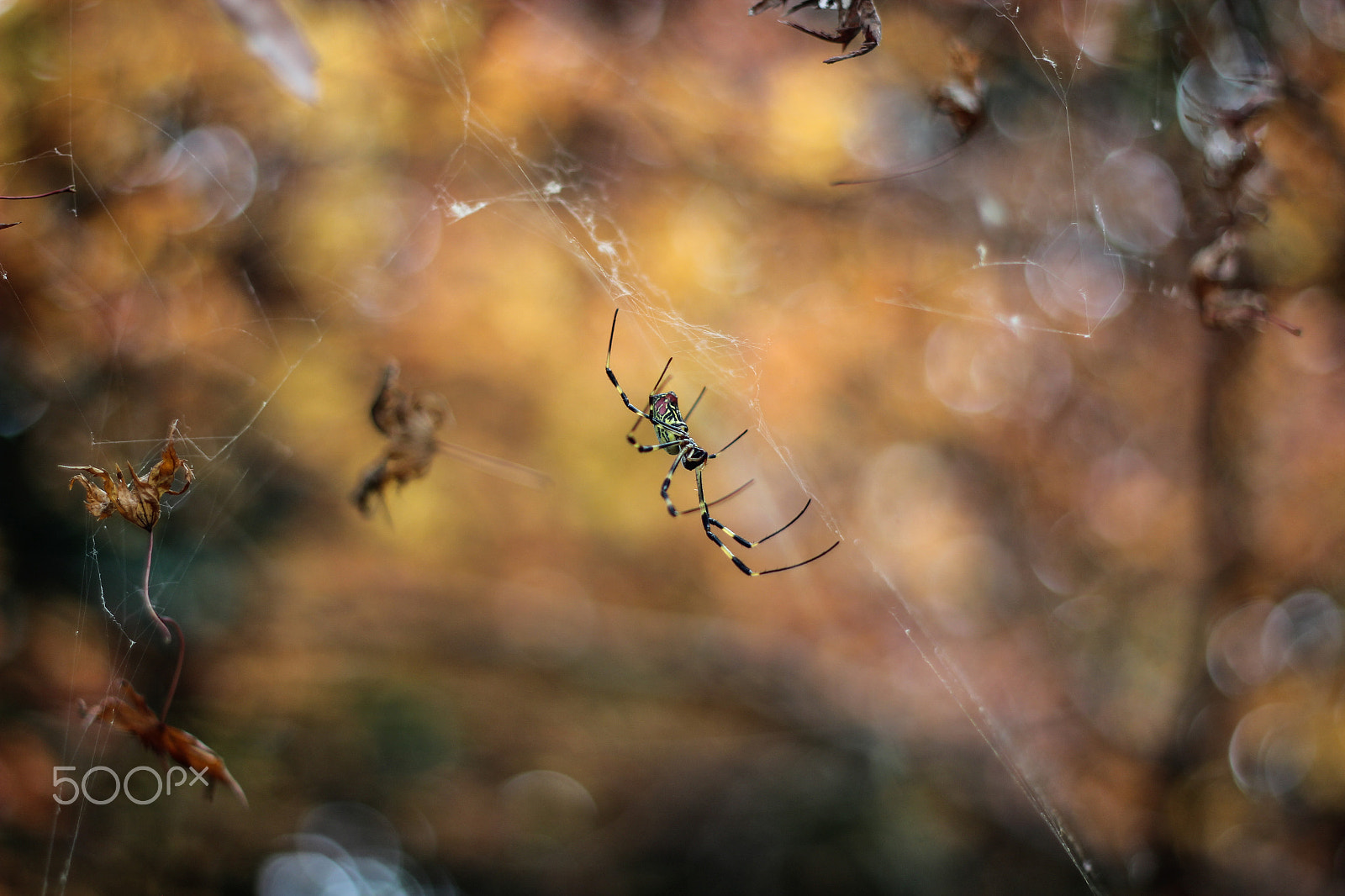 Canon EOS 600D (Rebel EOS T3i / EOS Kiss X5) sample photo. Autumn splendor photography