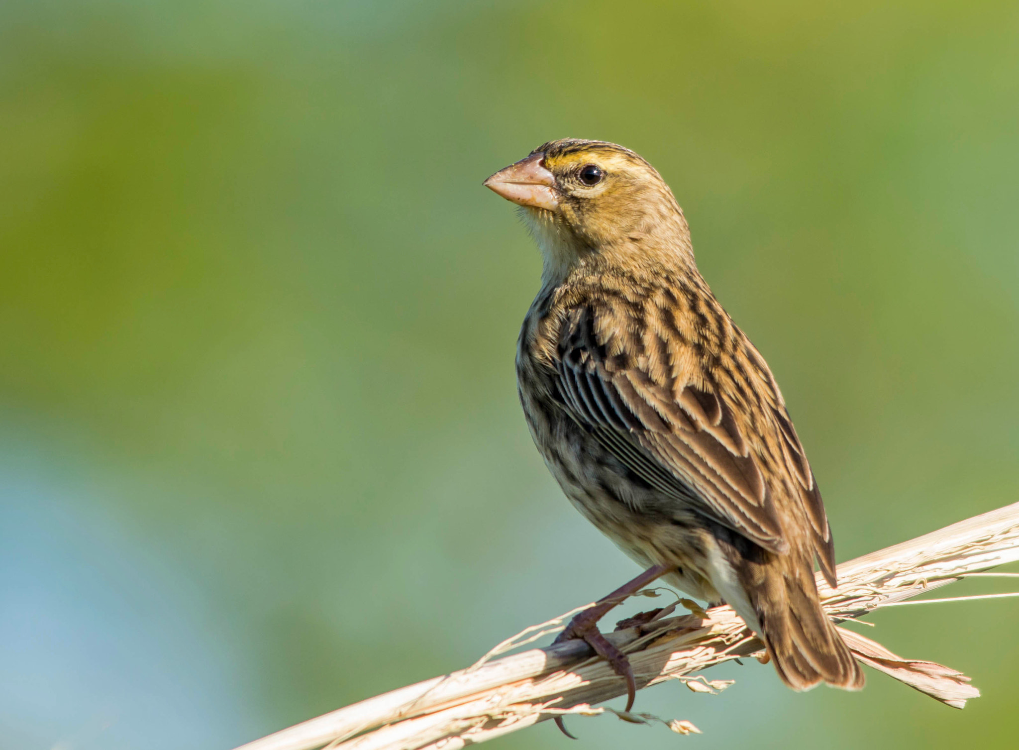 Sigma 150-500mm F5-6.3 DG OS HSM sample photo. Red bishop female photography