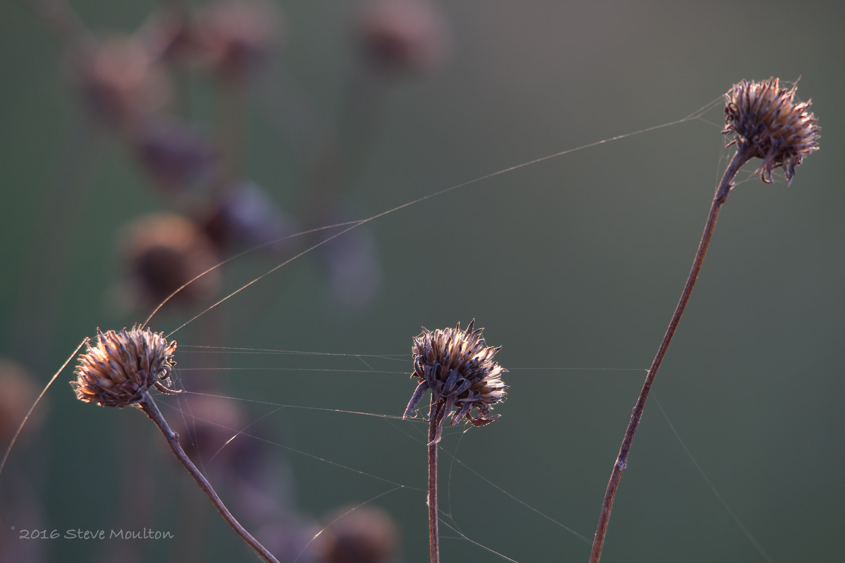 Sigma 150-500mm F5-6.3 DG OS HSM sample photo