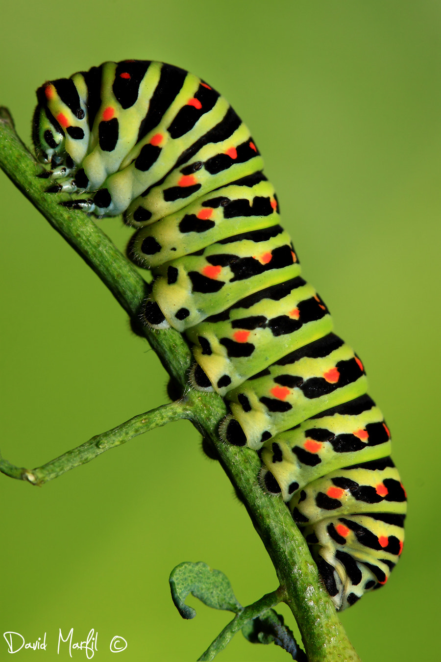 Canon EF 100mm F2.8 Macro USM sample photo. Papilio machaon photography