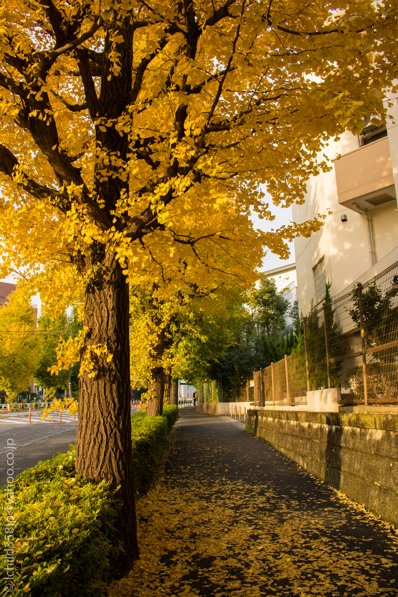 Canon EOS 760D (EOS Rebel T6s / EOS 8000D) + Canon EF-S 18-55mm F3.5-5.6 IS STM sample photo. Autumn ginkgo photography