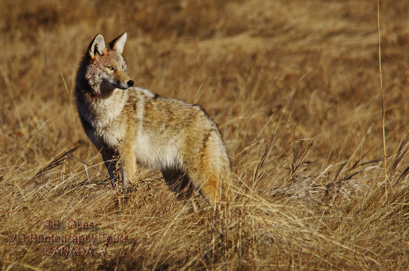 Pentax K-5 IIs sample photo. Early morning coyote photography
