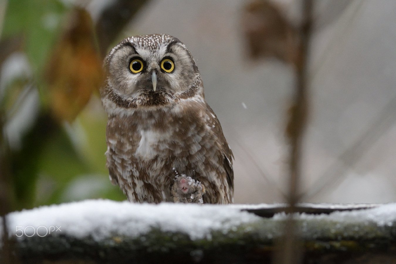 Nikon D500 sample photo. Chouette de tengmalm et son repas... photography