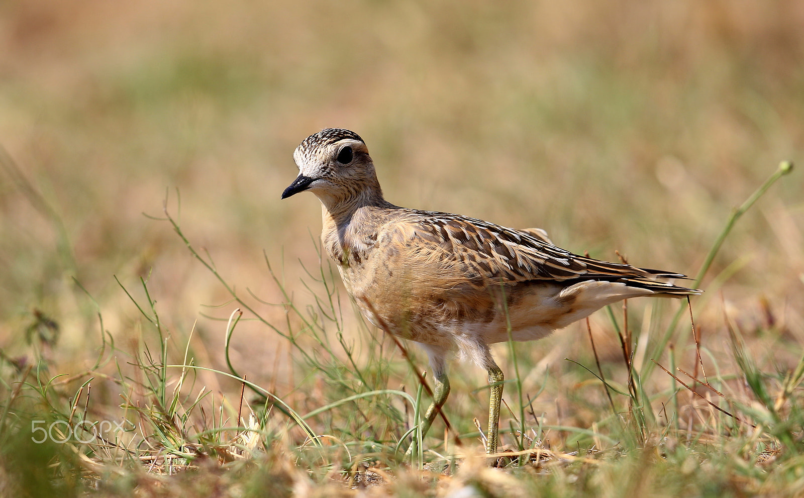Canon EF 500mm F4L IS II USM sample photo. Charadrius morinellus eurasian dotterel photography