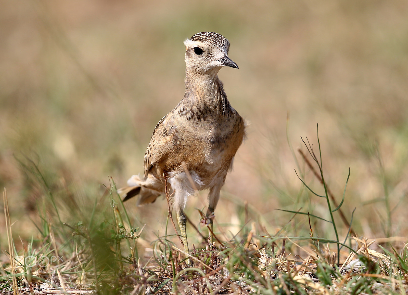 Canon EF 500mm F4L IS II USM sample photo. Charadrius morinellus eurasian dotterel photography