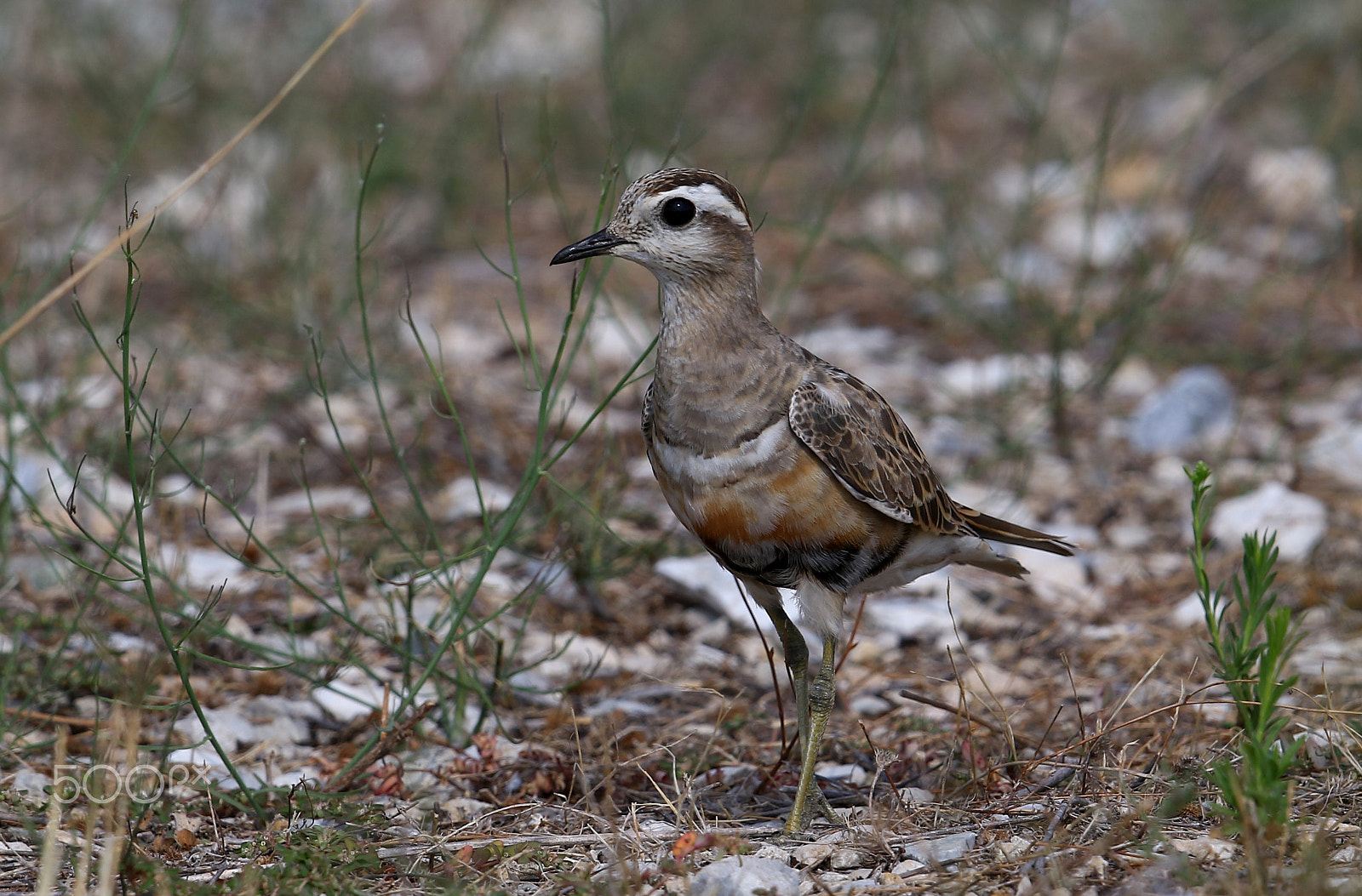 Canon EF 500mm F4L IS II USM sample photo. Charadrius morinellus eurasian dotterel photography