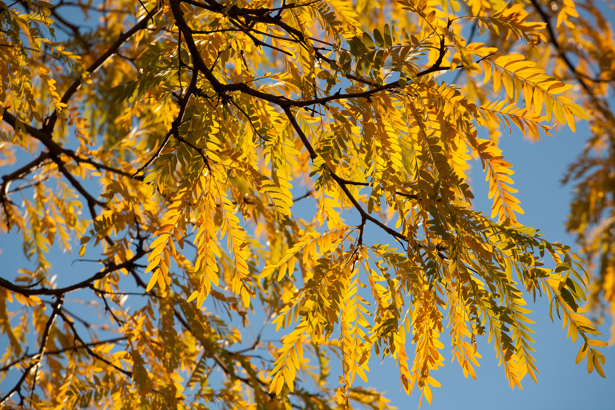 Canon EOS 5D + Canon EF 70-200mm F4L USM sample photo. Backlit yellow photography