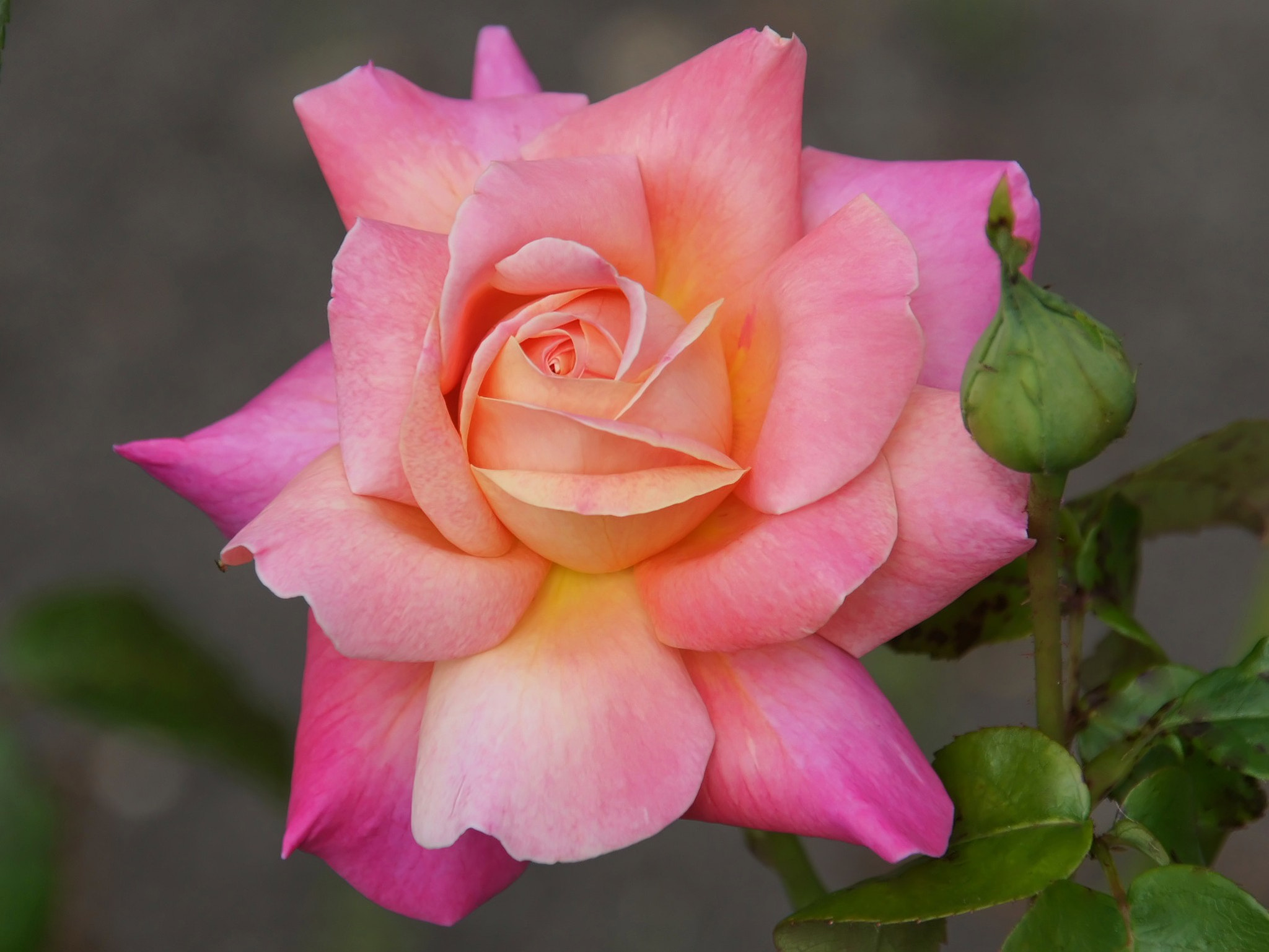 Sony Alpha DSLR-A450 sample photo. Rose photography