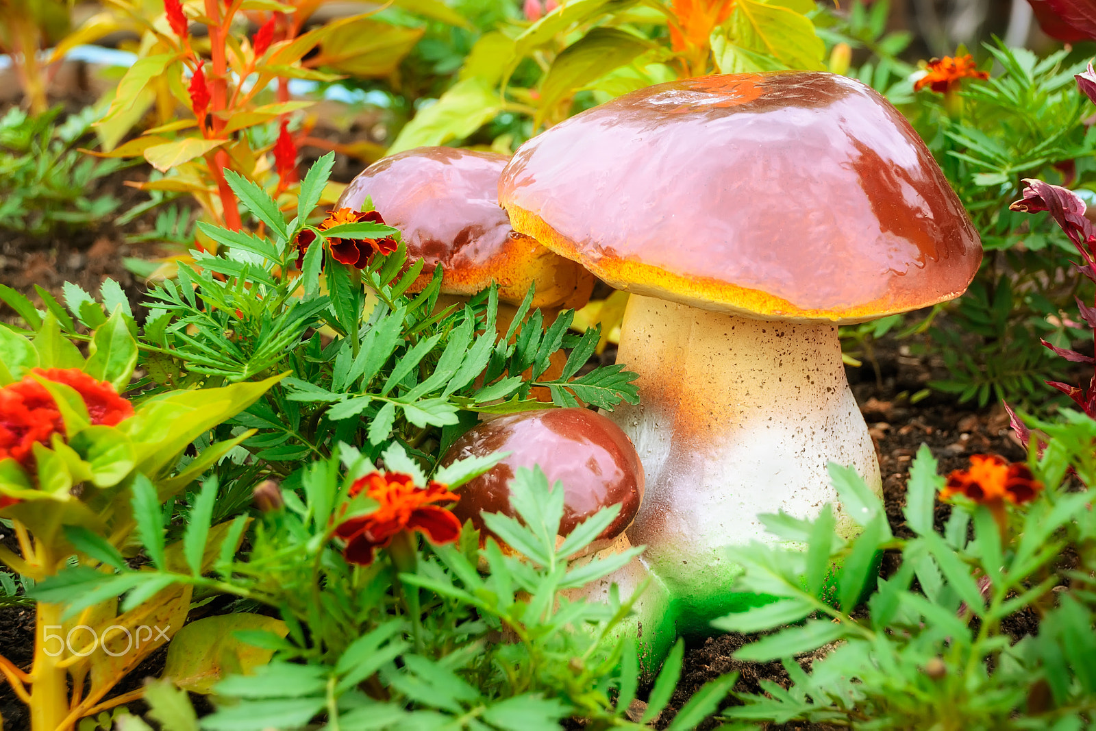 Nikon D3100 sample photo. Three mushrooms in a flower bed photography