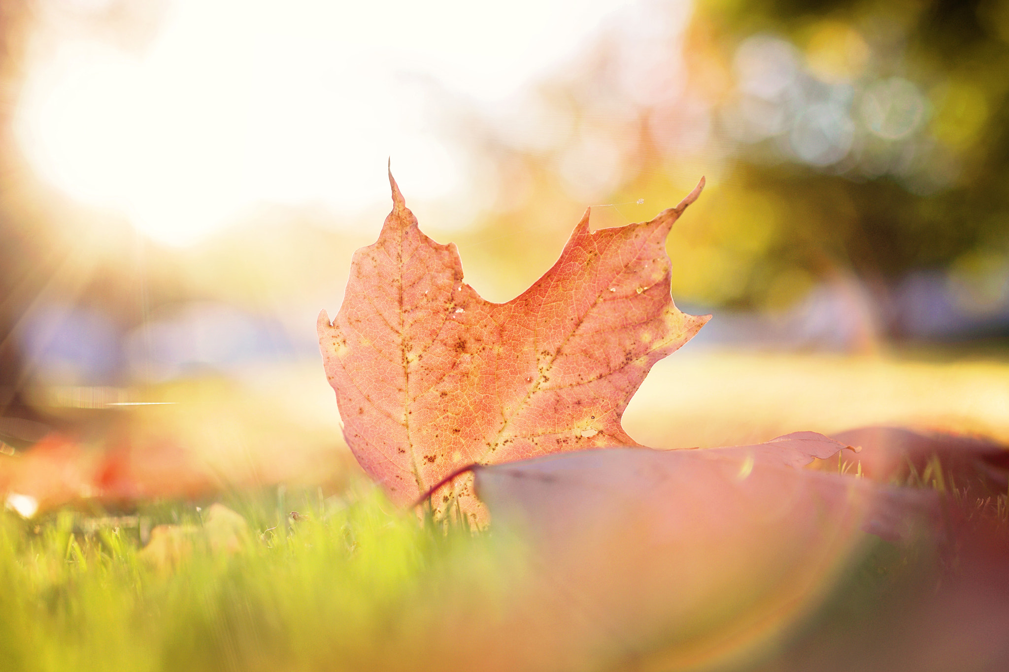 Canon EOS 70D + Canon EF 35mm F1.4L USM sample photo. Wish you all a happy thanksgiving! photography