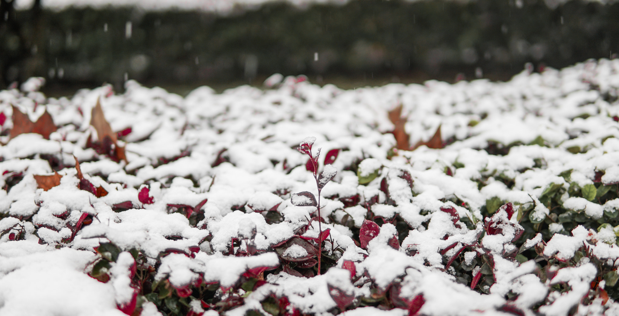 Sony a6300 + 30mm F1.4 DC DN | Contemporary 016 sample photo. Ice world photography