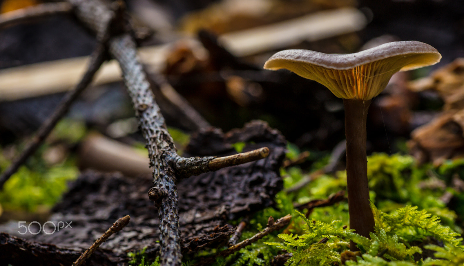 Canon EOS 5DS + Tamron SP AF 90mm F2.8 Di Macro sample photo. Funghi photography