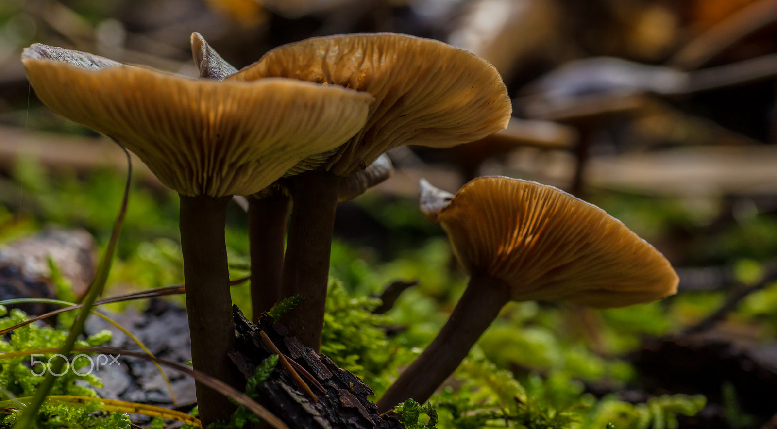Canon EOS 5DS + Tamron SP AF 90mm F2.8 Di Macro sample photo. Funghi photography