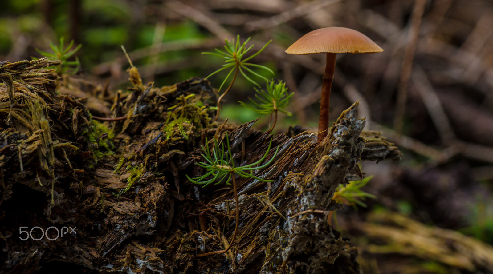 Canon EOS 5DS + Tamron SP AF 90mm F2.8 Di Macro sample photo. Funghi photography