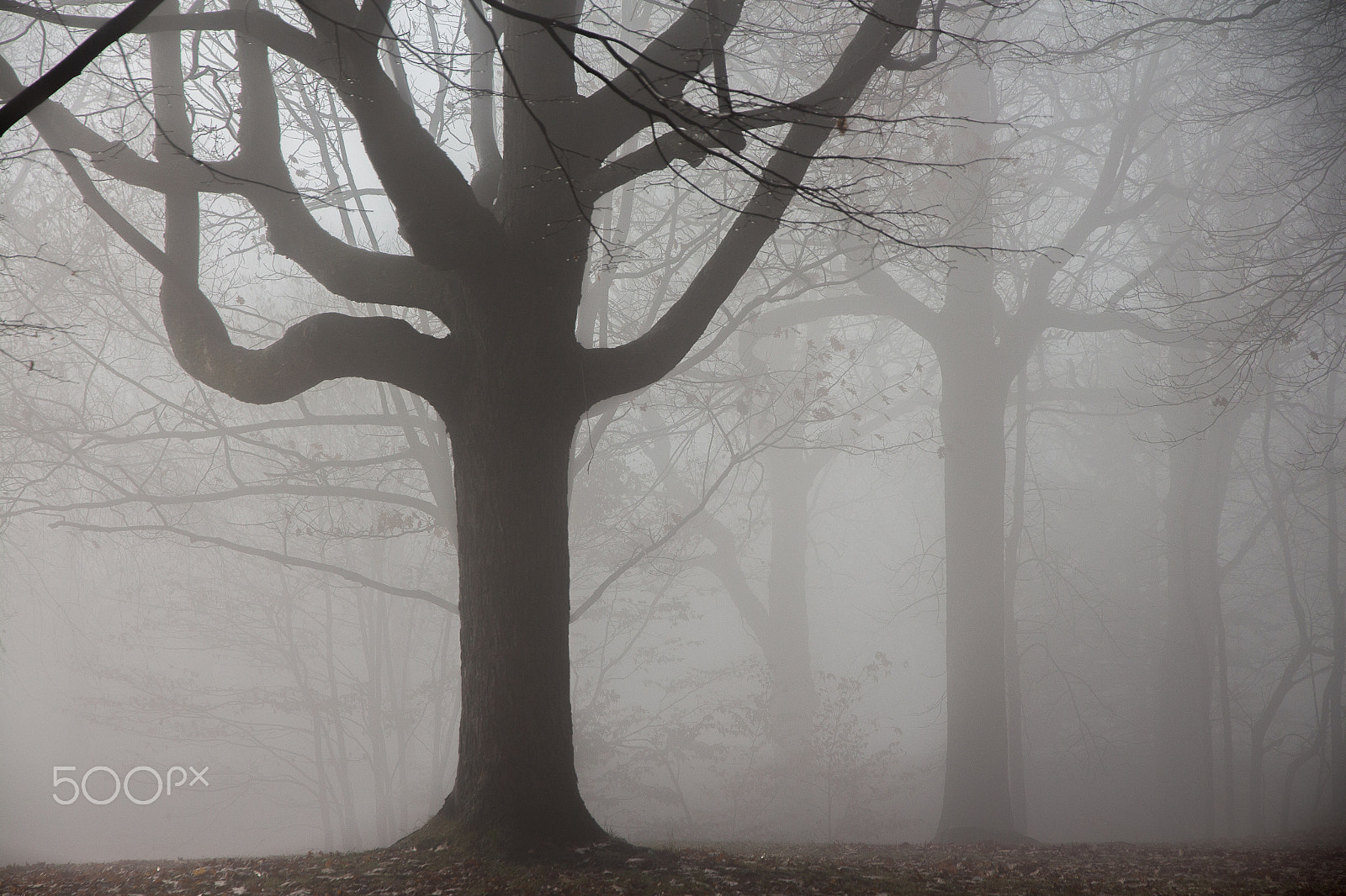 Canon EOS 650D (EOS Rebel T4i / EOS Kiss X6i) sample photo. Misty forest photography