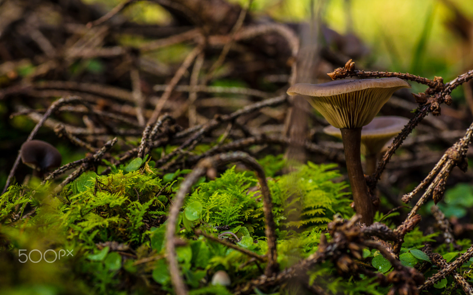 Canon EOS 5DS + Tamron SP AF 90mm F2.8 Di Macro sample photo. Funghi photography