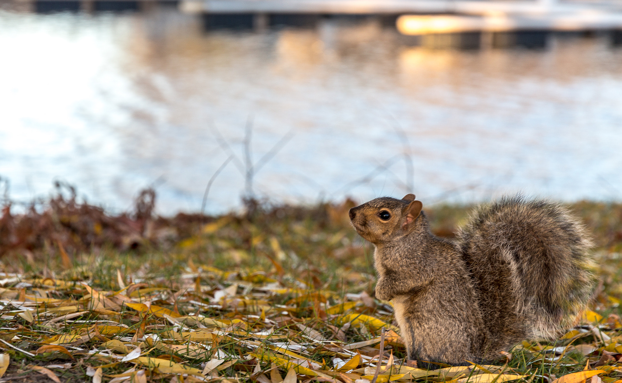 Canon EOS 650D (EOS Rebel T4i / EOS Kiss X6i) sample photo. Cute squirrel photography