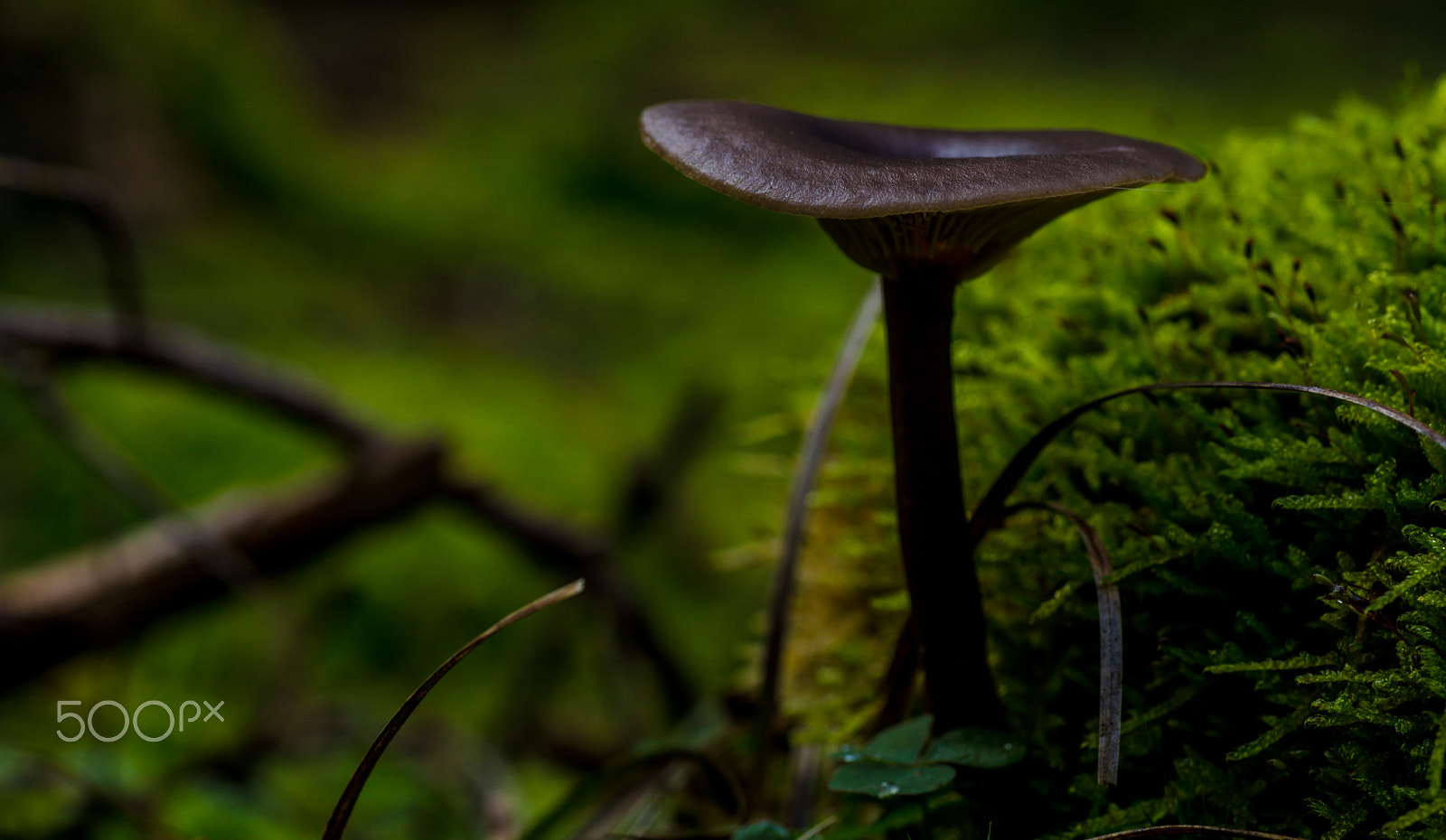 Canon EOS 5DS + Tamron SP AF 90mm F2.8 Di Macro sample photo. Funghi photography