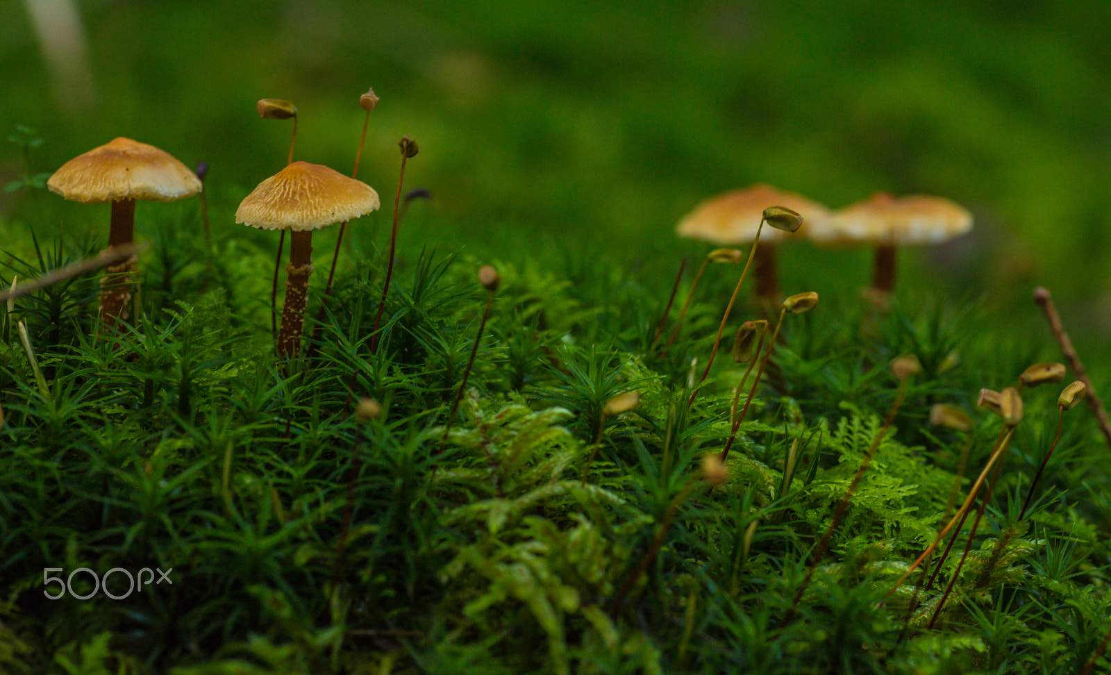 Canon EOS 5DS + Tamron SP AF 90mm F2.8 Di Macro sample photo. Funghi photography