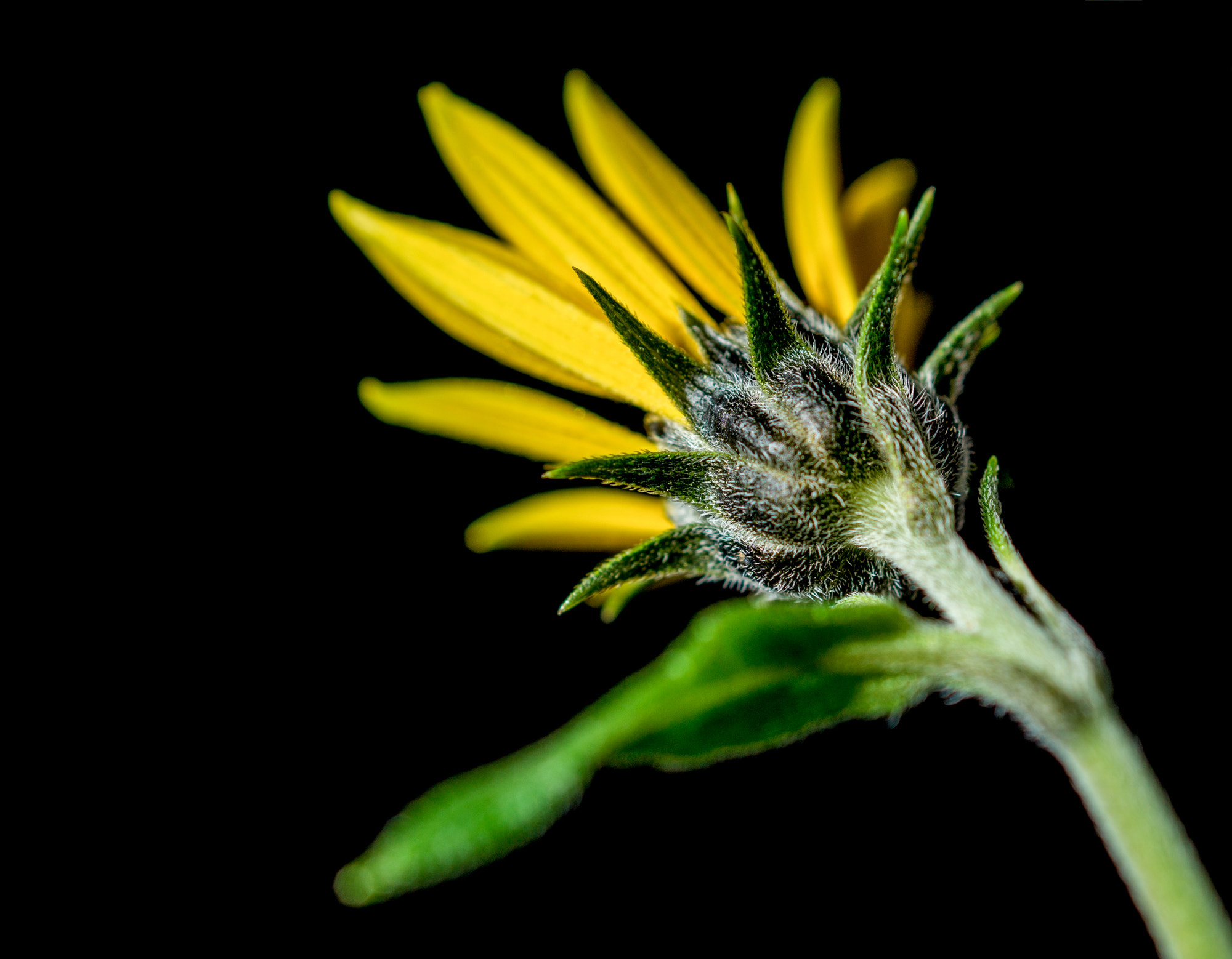 Sony SLT-A58 + Sony DT 30mm F2.8 Macro SAM sample photo. From the back photography