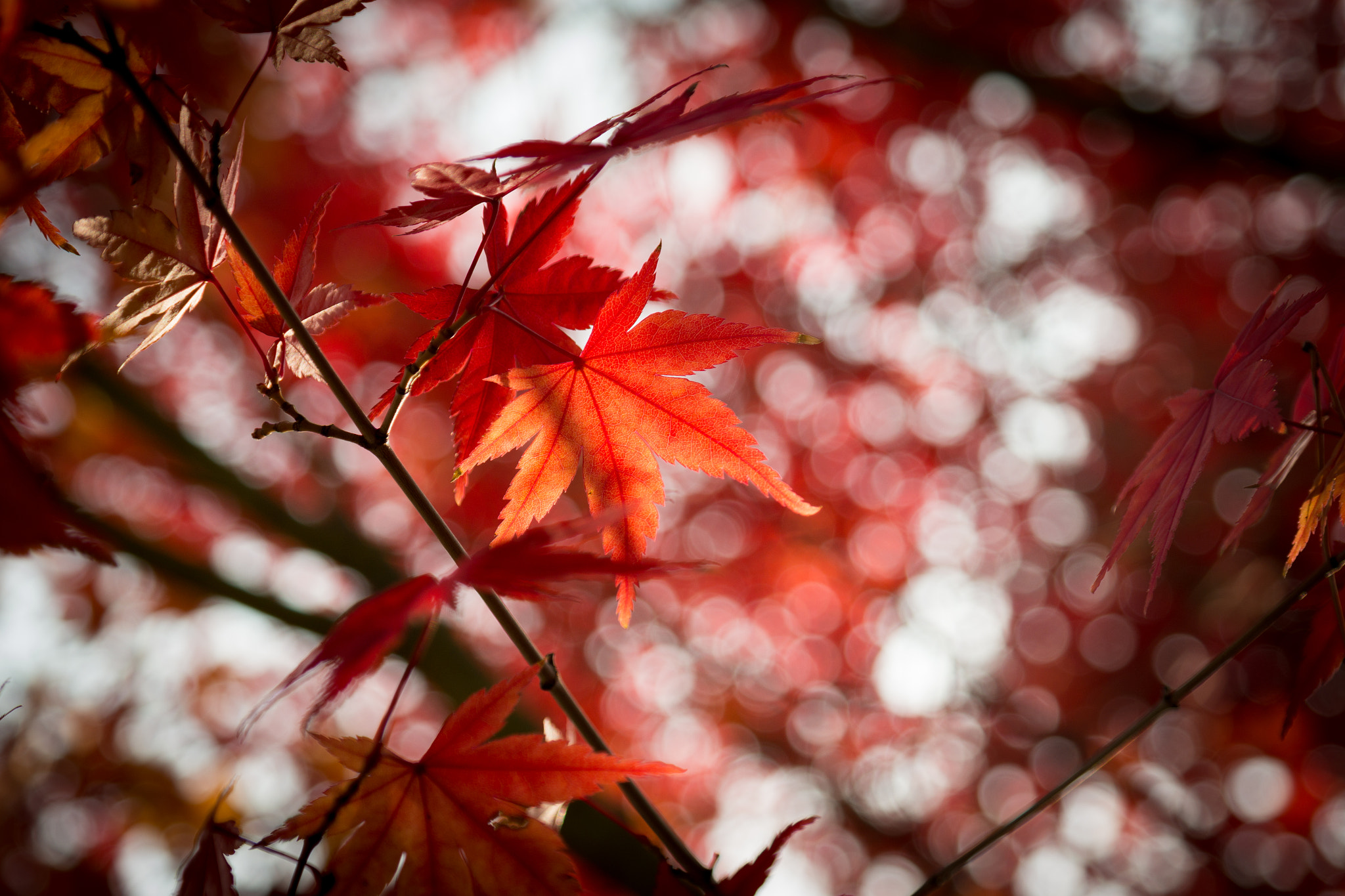 Samsung NX30 + Samsung NX 18-55mm F3.5-5.6 OIS sample photo