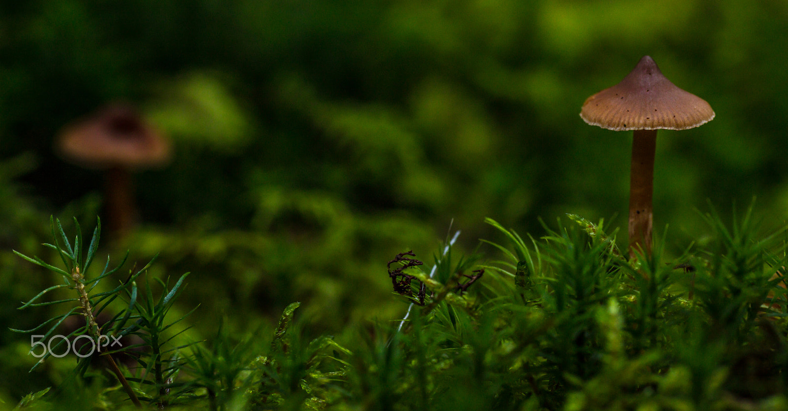 Canon EOS 5DS + Tamron SP AF 90mm F2.8 Di Macro sample photo. Funghi photography