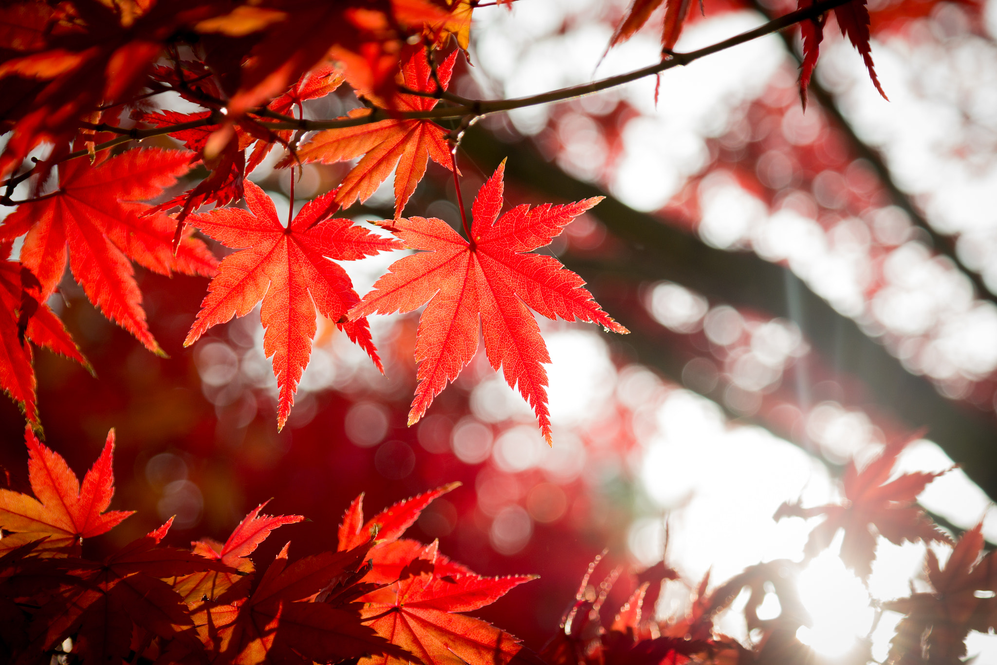 Samsung NX30 + Samsung NX 18-55mm F3.5-5.6 OIS sample photo. Maple!! photography