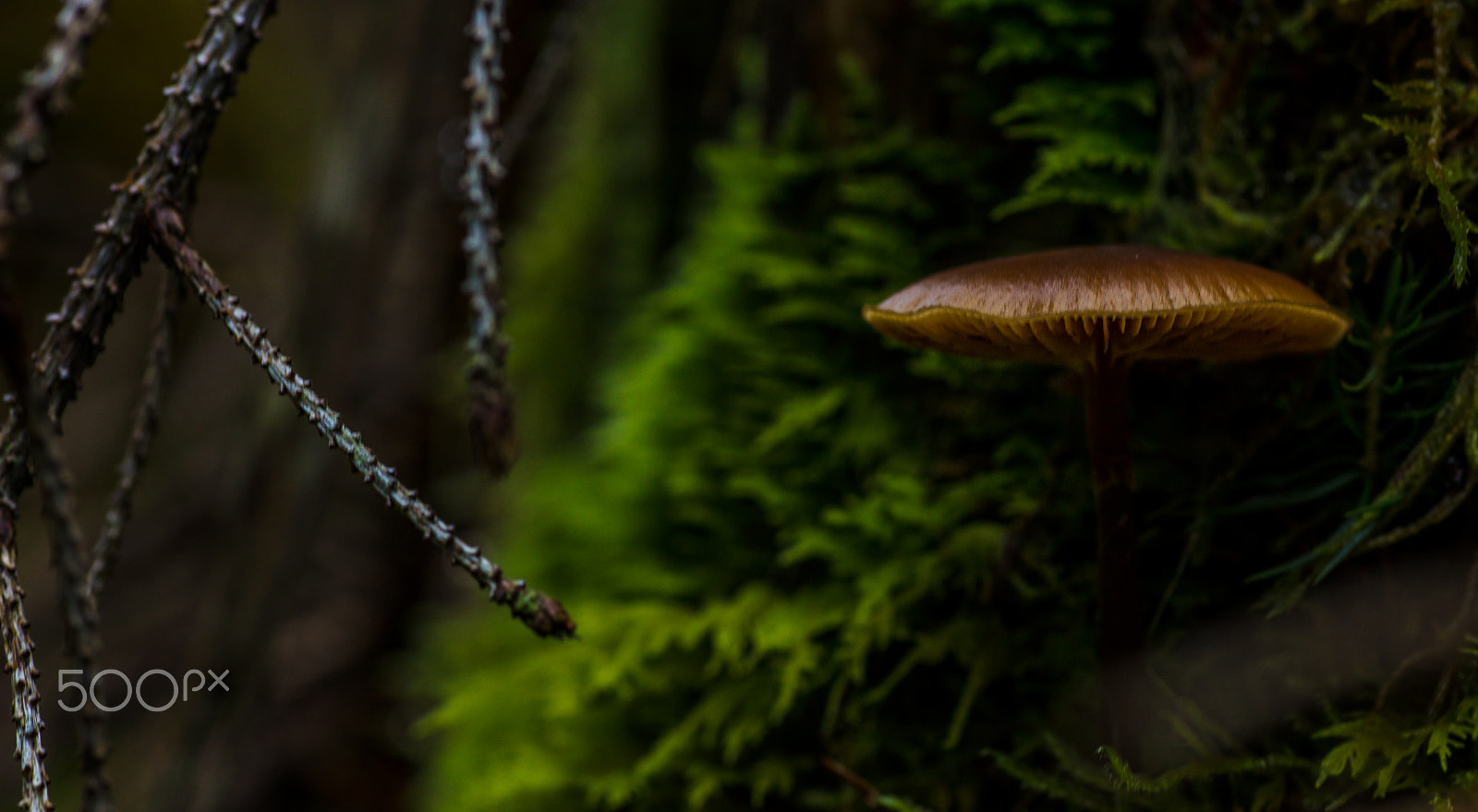 Canon EOS 5DS + Tamron SP AF 90mm F2.8 Di Macro sample photo. Funghi photography