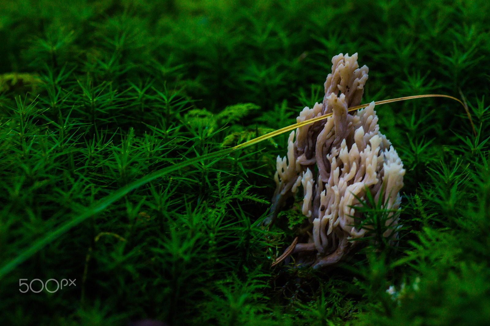 Canon EOS 5DS + Tamron SP AF 90mm F2.8 Di Macro sample photo. Funghi photography