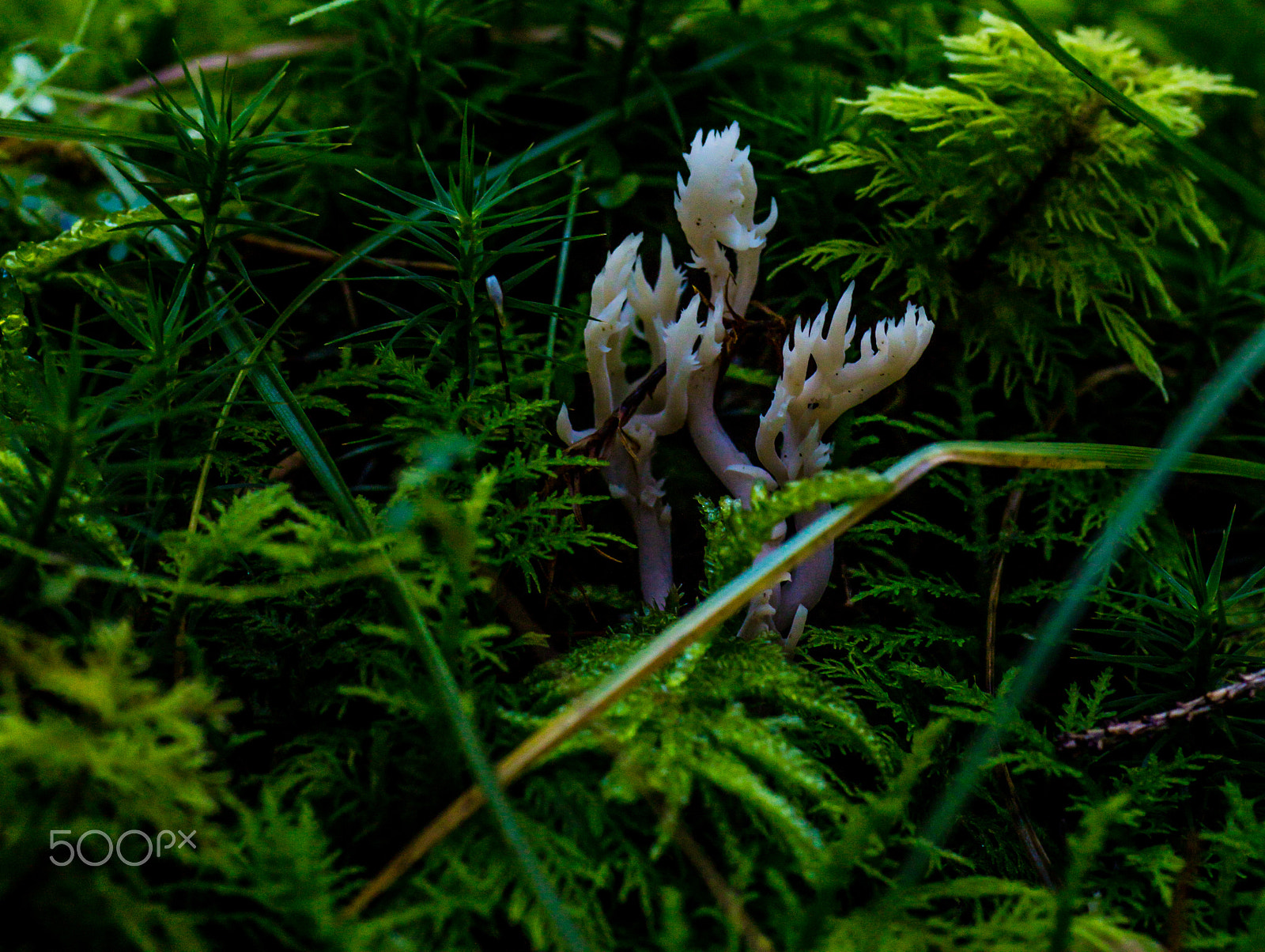 Canon EOS 5DS + Tamron SP AF 90mm F2.8 Di Macro sample photo. Funghi photography