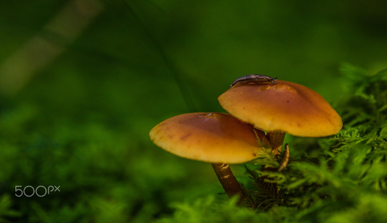 Canon EOS 5DS + Tamron SP AF 90mm F2.8 Di Macro sample photo. Funghi photography