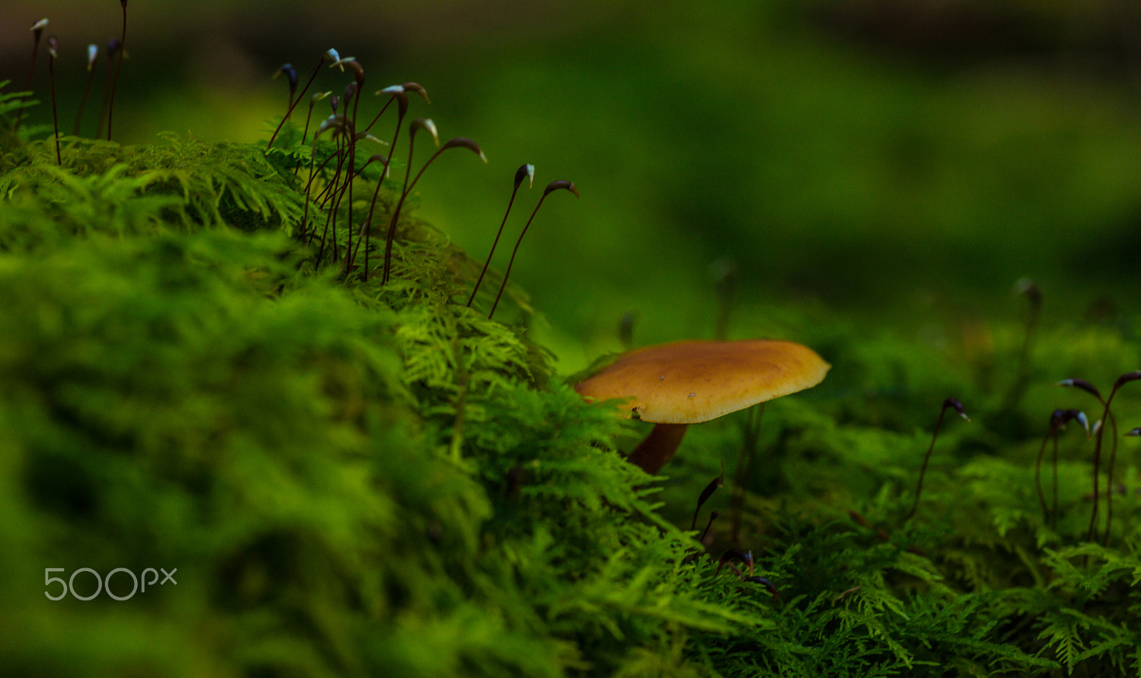 Canon EOS 5DS + Tamron SP AF 90mm F2.8 Di Macro sample photo. Funghi photography