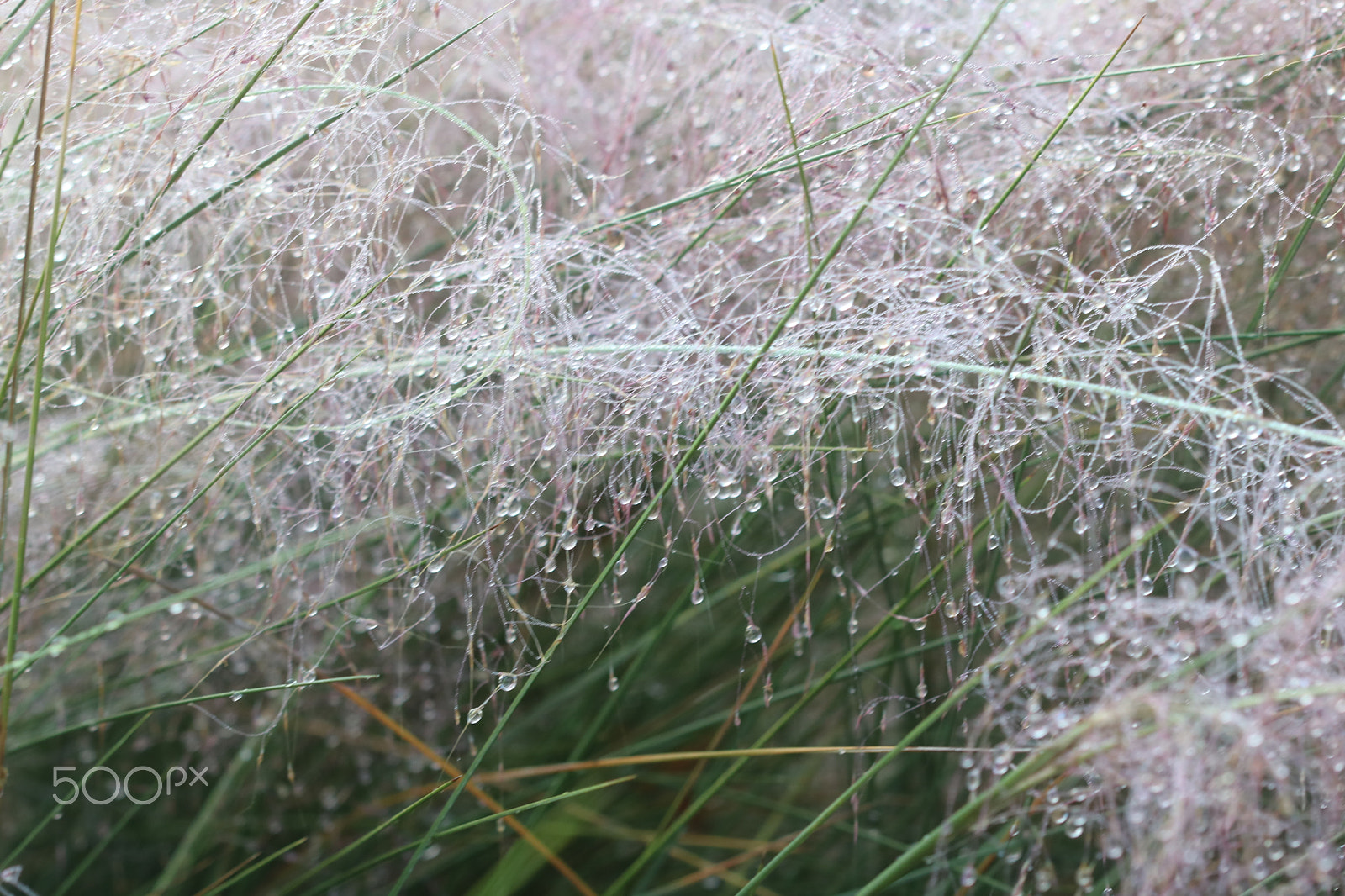 Canon EF 100mm F2.8 Macro USM sample photo. Dewy morning 9450 photography