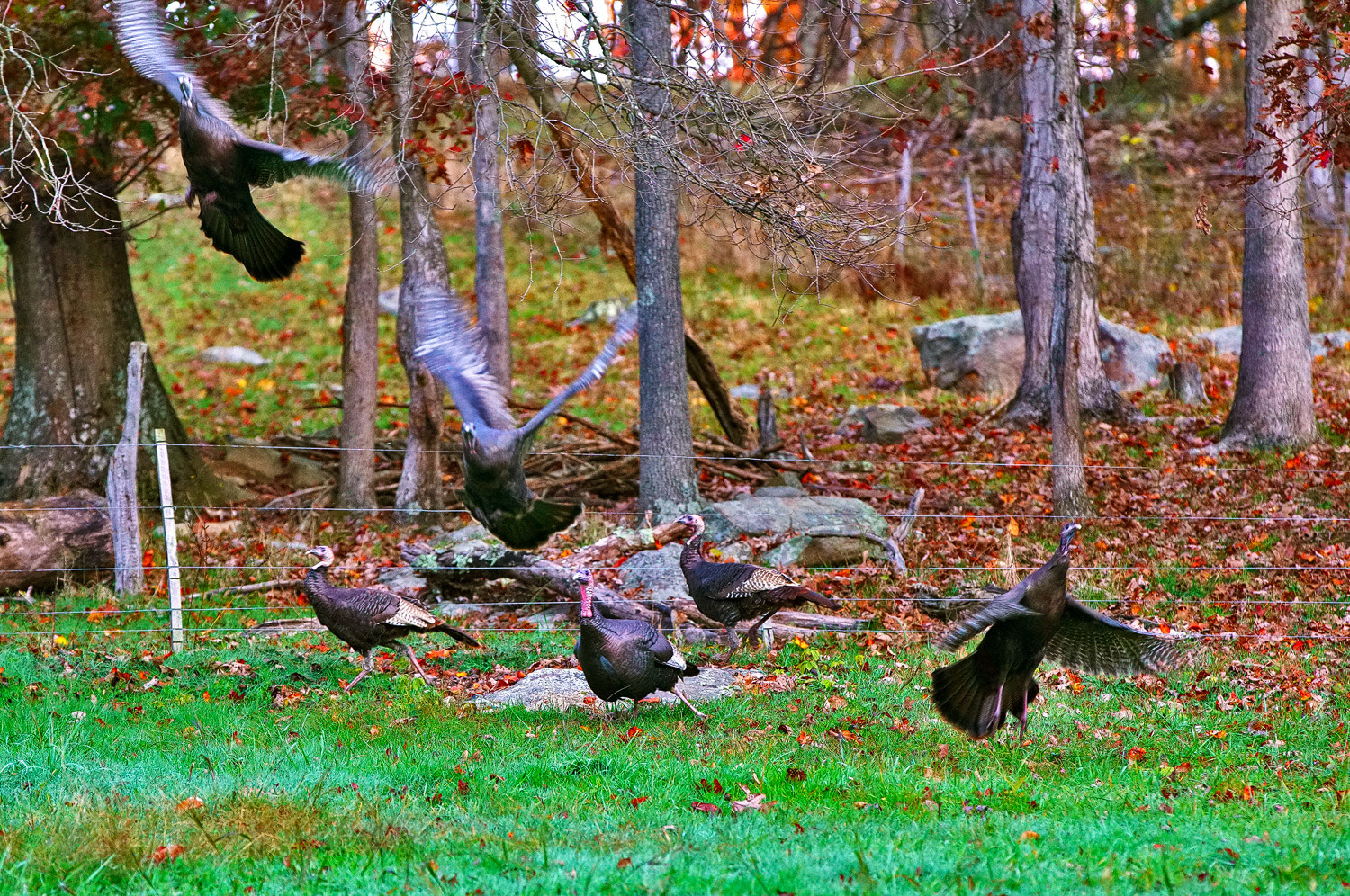 70-200mm F2.8 G SSM OSS II sample photo. We're outta here!! photography