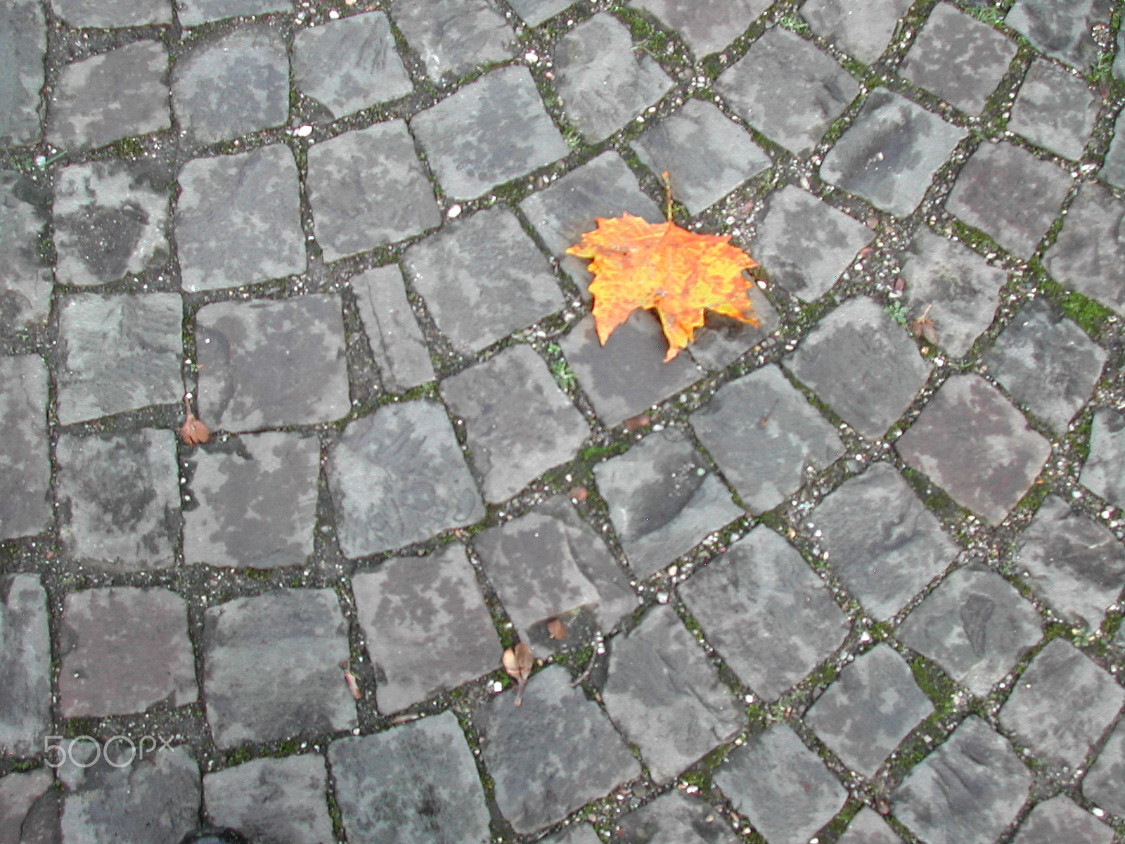 Nikon E885 sample photo. Ostatni liść photography