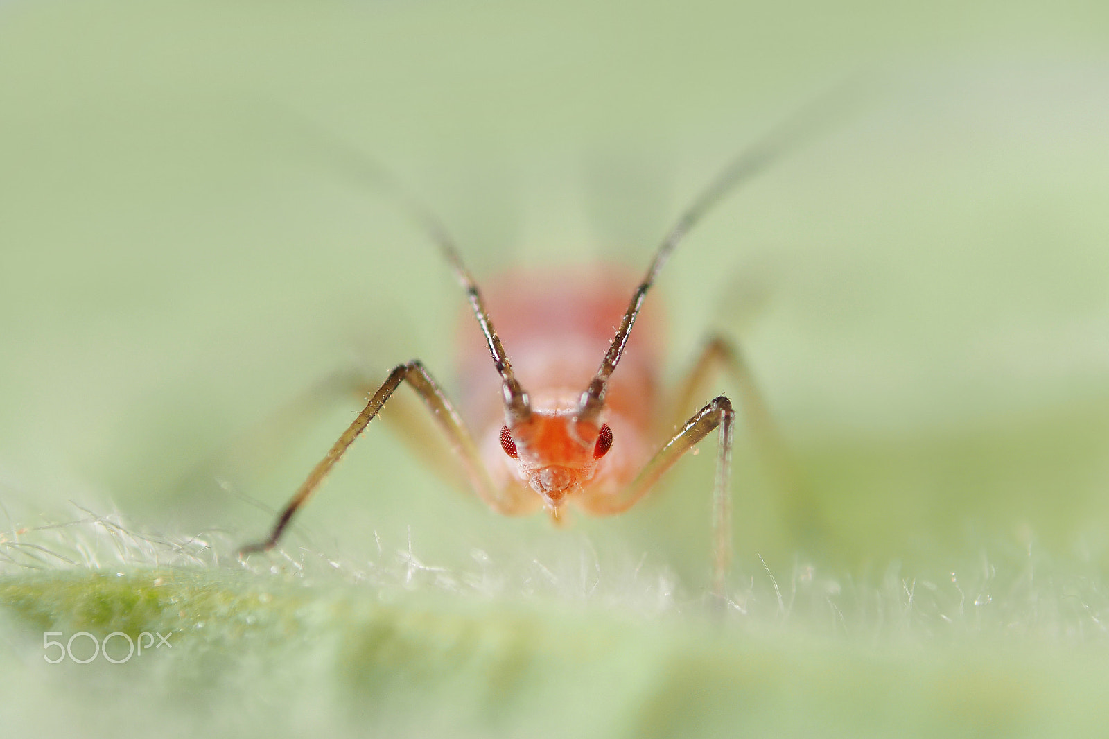 Olympus OM-D E-M1 sample photo. Aphid - plant louse photography