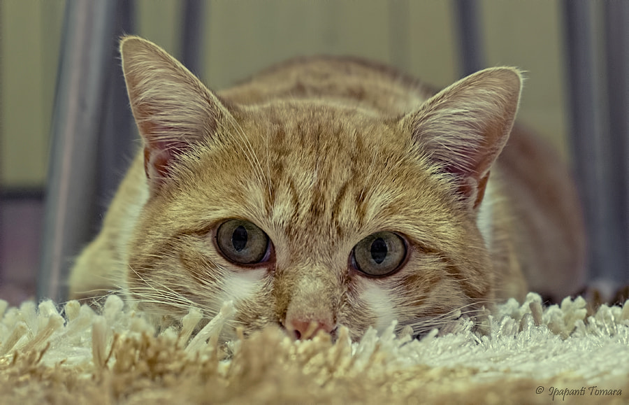 Pentax smc DA 50mm F1.8 sample photo. Face to face... look at me!!! photography